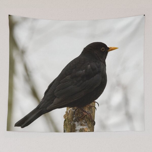 Item preview, Black and white color. Eurasian blackbird designed and sold by Jouko Lehto Photography.
