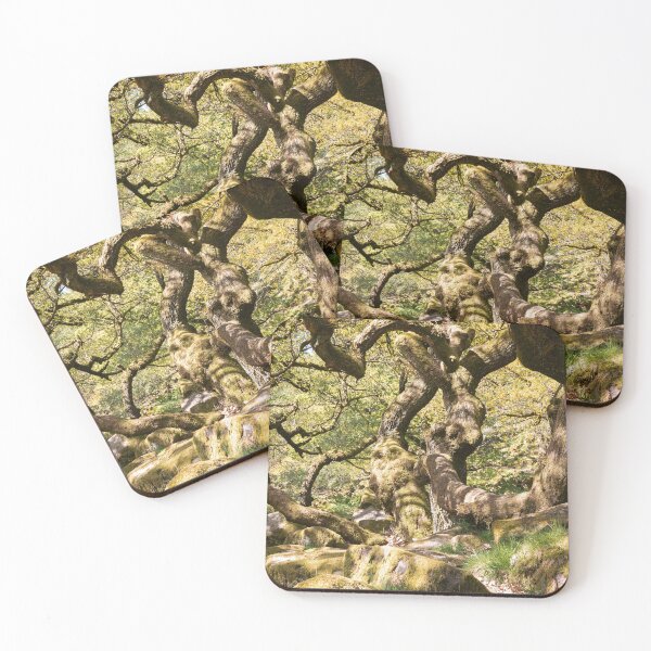 Item preview, Twisted Oaks - Padley Gorge, Peak District designed and sold by AdamT1991.