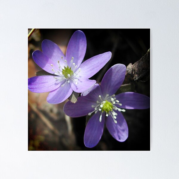 Item preview, Woodland hepatica, Anemone acutiloba - a sure sign of spring designed and sold by rvjames.
