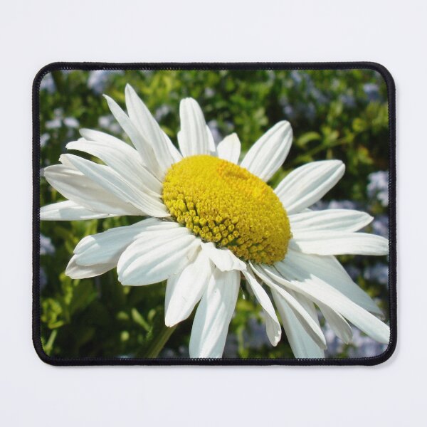 Item preview, White Shasta Daisy designed and sold by taiche.