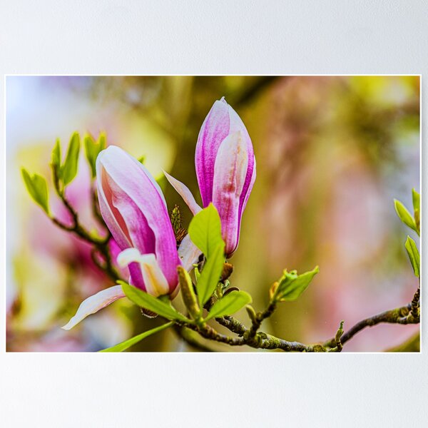 Item preview, Magnolia designed and sold by Dalyndigital Photography.