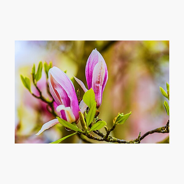 Item preview, Magnolia designed and sold by Dalyndigital Photography.
