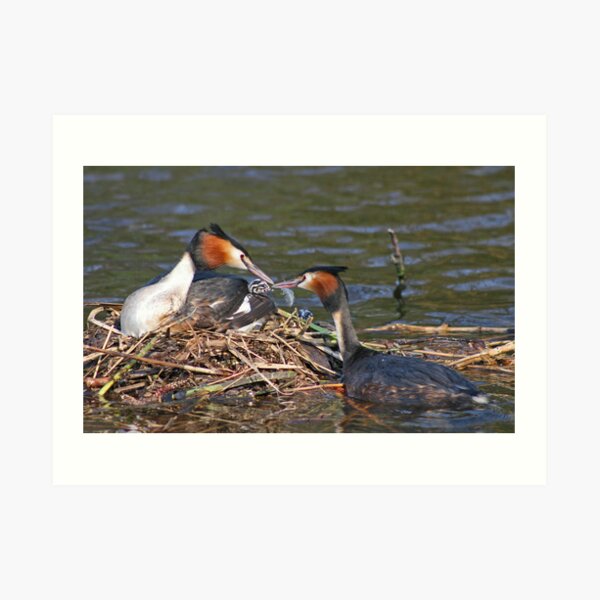 Eating Feathers Art Print