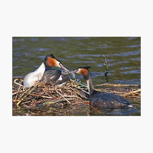 Eating Feathers Photographic Print