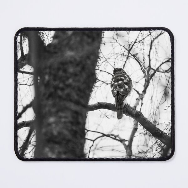 Item preview, The Young One. Eurasian sparrowhawk bw designed and sold by Jouko Lehto Photography.