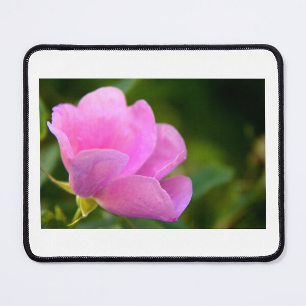 Item preview, First Rose of Spring designed and sold by vernonplatt.