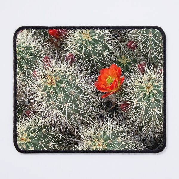 Item preview, Cactus Flowers designed and sold by pinkyjainpan.