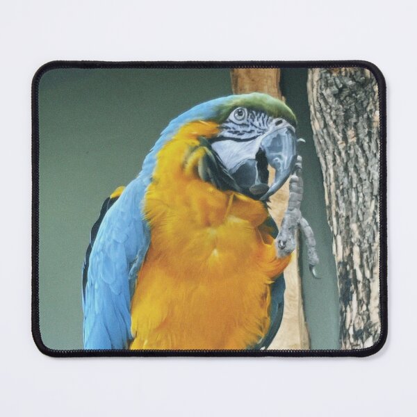 Item preview, Parrot designed and sold by AmbarVioletArt.