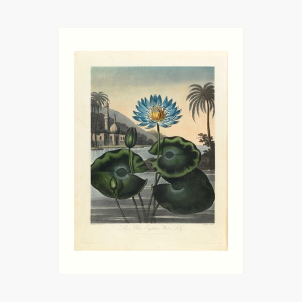 Botanical illustration: Blue Egyptian water lily by Robert Thornton – State Library Victoria Art Print