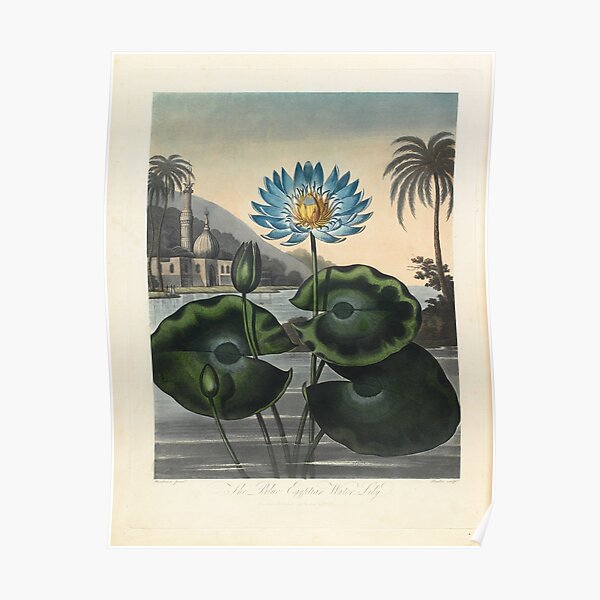 Botanical illustration: Blue Egyptian water lily by Robert Thornton – State Library Victoria Poster