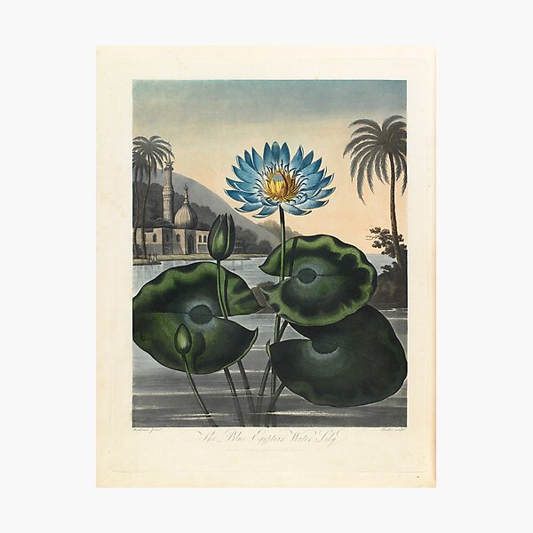 Botanical illustration: Blue Egyptian water lily by Robert Thornton – State Library Victoria Photographic Print