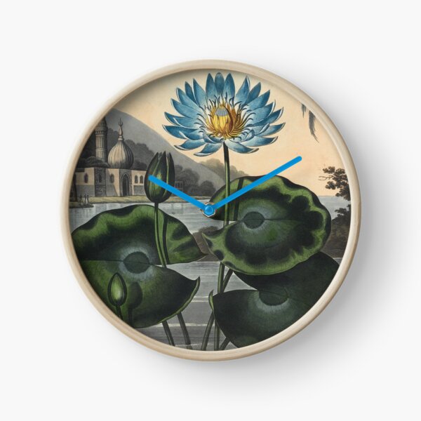 Botanical illustration: Blue Egyptian water lily by Robert Thornton – State Library Victoria Clock