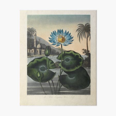 Botanical illustration: Blue Egyptian water lily by Robert Thornton – State Library Victoria Art Board Print