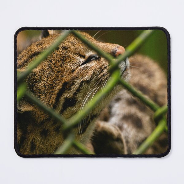 Item preview, Gato do mato designed and sold by cahmontemor.