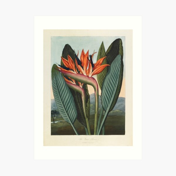 Botanical illustration: Bird of Paradise (Strelitzia) – State Library Victoria Art Print