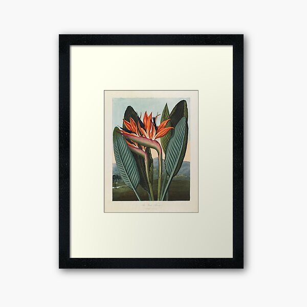 Botanical illustration: Bird of Paradise (Strelitzia) – State Library Victoria Framed Art Print