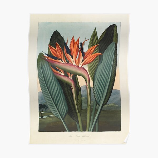 Botanical illustration: Bird of Paradise (Strelitzia) – State Library Victoria Poster