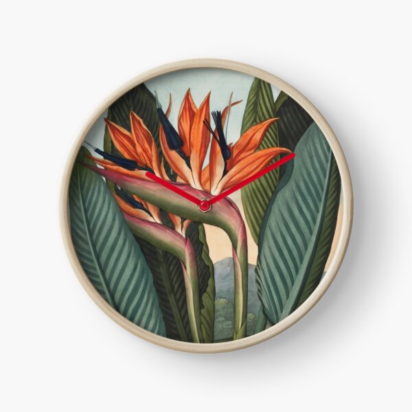 Botanical illustration: Bird of Paradise (Strelitzia) – State Library Victoria Clock