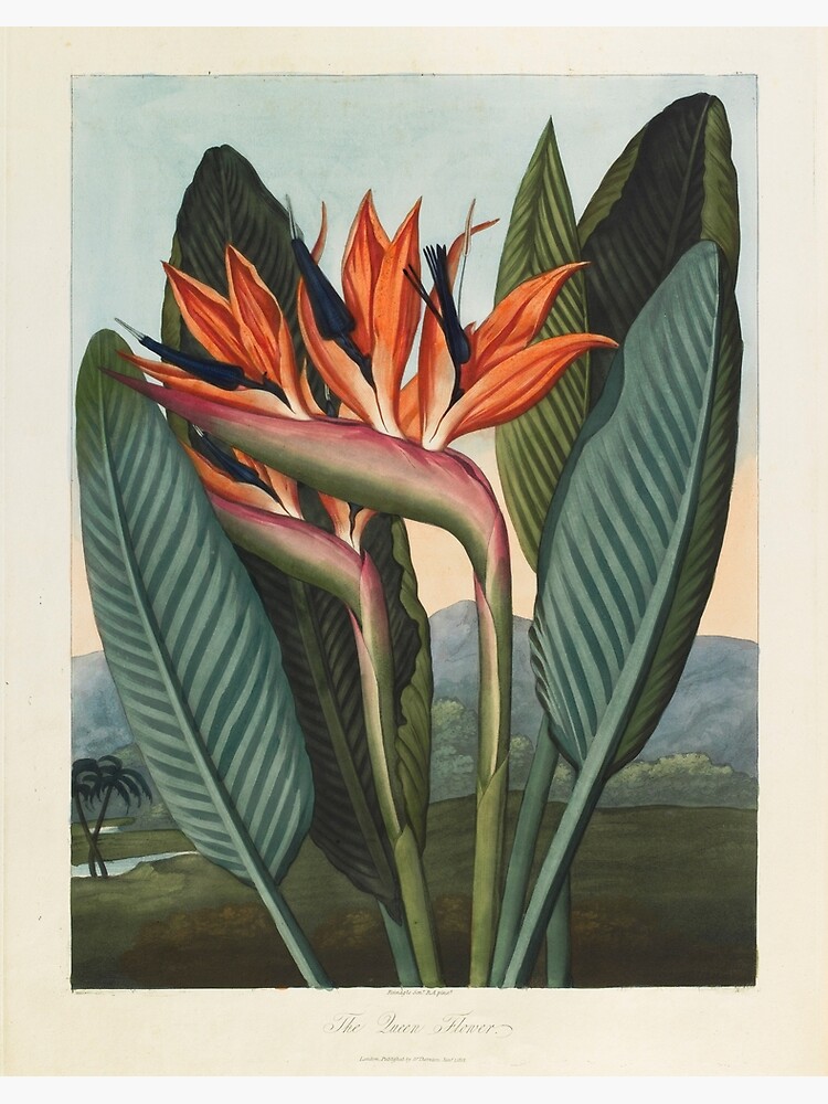 Lámina rígida «Ilustración botánica: Ave del paraíso (Strelitzia) -  Biblioteca estatal Victoria» de StateLibraryVic | Redbubble