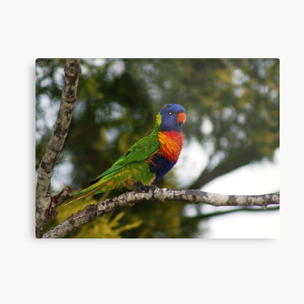 True Colours Metal Print
