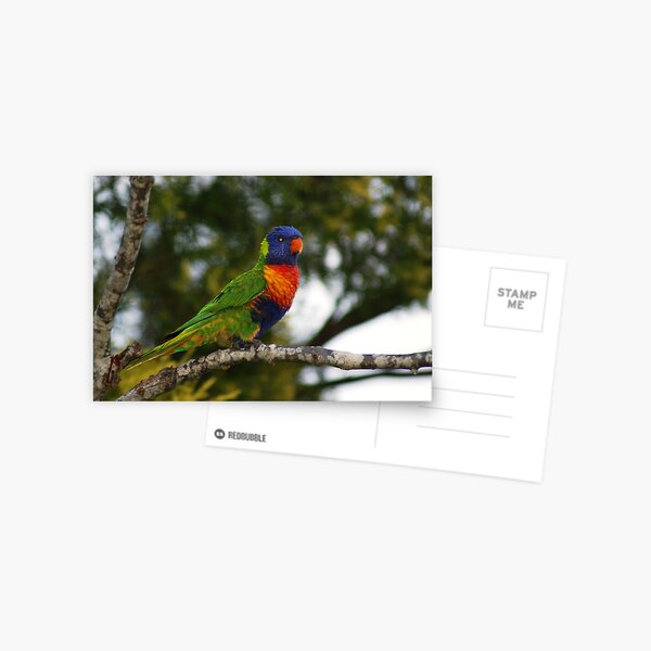 True Colours Postcard