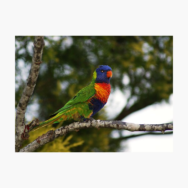 True Colours Photographic Print
