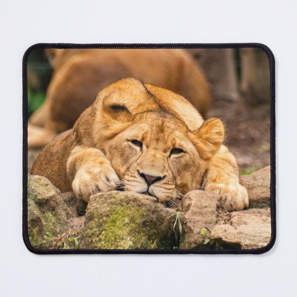 Item preview, Sleepy Lion designed and sold by cahmontemor.