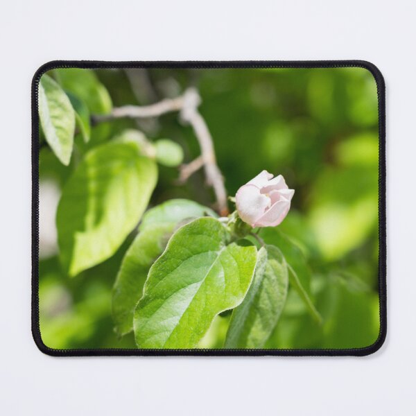 Item preview, A Single Quince Tree Bud in Vibrant Green Leafery designed and sold by Georgia Mizuleva.
