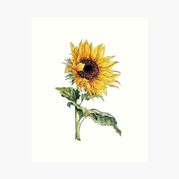 Sunflower Art Print