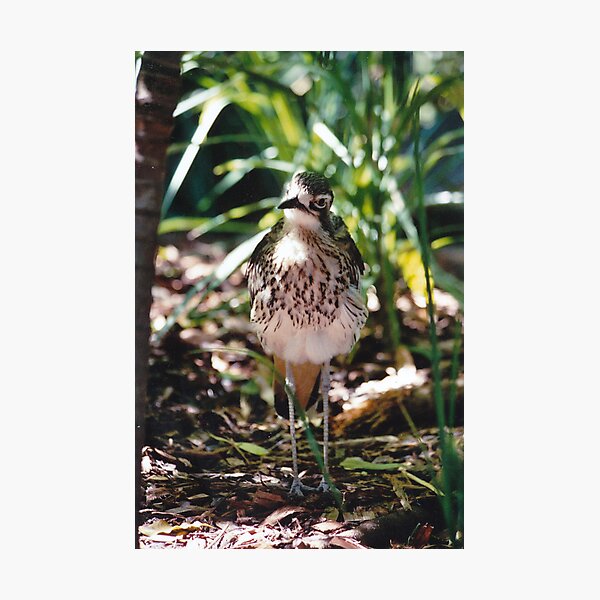 Item preview, Bush Stone Curlew designed and sold by smallan.