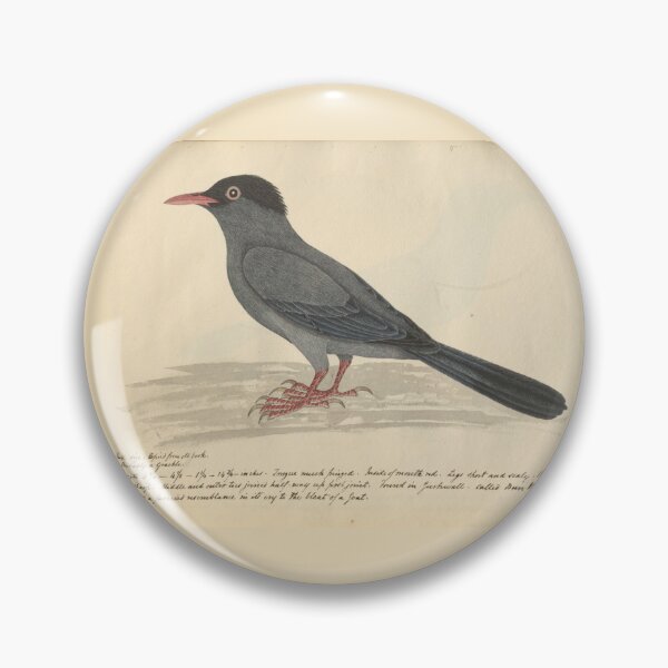 Item preview, Black Bulbul by Frederick John Shore designed and sold by Amanda1775.