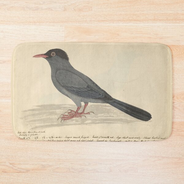 Item preview, Black Bulbul by Frederick John Shore designed and sold by Amanda1775.