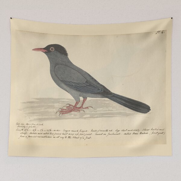 Item preview, Black Bulbul by Frederick John Shore designed and sold by Amanda1775.