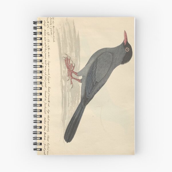 Item preview, Black Bulbul by Frederick John Shore designed and sold by Amanda1775.