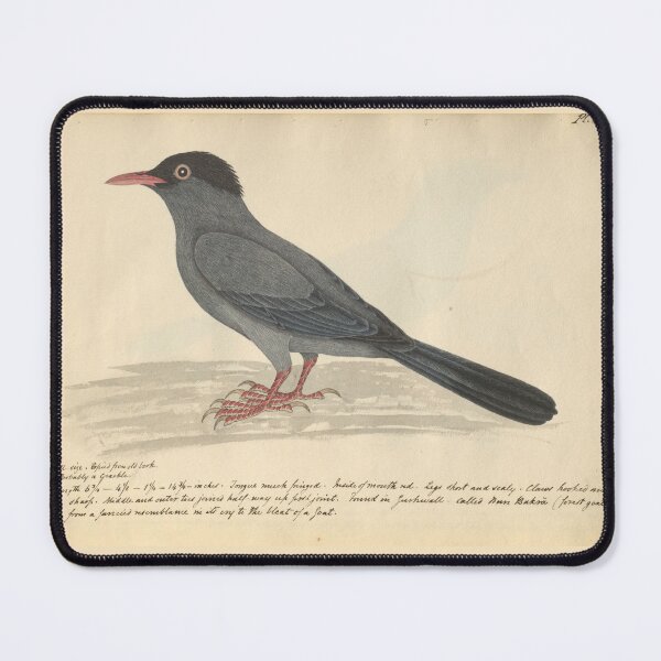 Item preview, Black Bulbul by Frederick John Shore designed and sold by Amanda1775.
