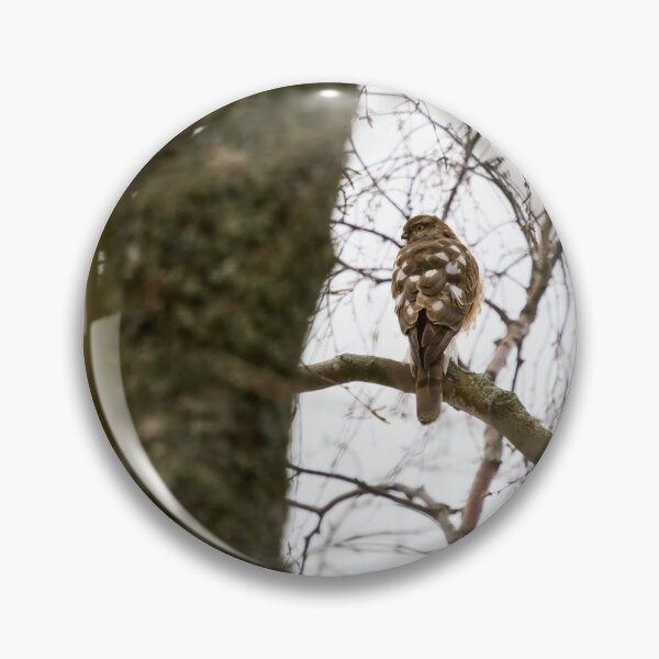 Item preview, The Young One. Eurasian sparrowhawk designed and sold by Jouko Lehto Photography.