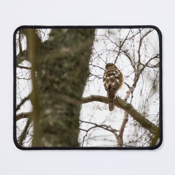 Item preview, The Young One. Eurasian sparrowhawk designed and sold by Jouko Lehto Photography.