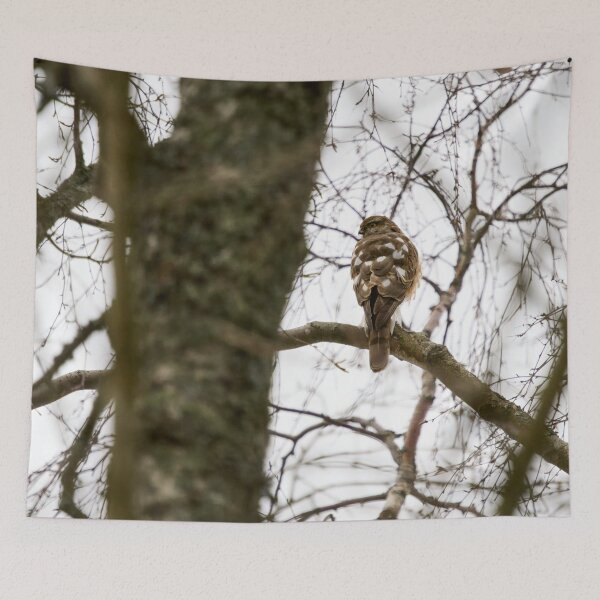 Item preview, The Young One. Eurasian sparrowhawk designed and sold by Jouko Lehto Photography.