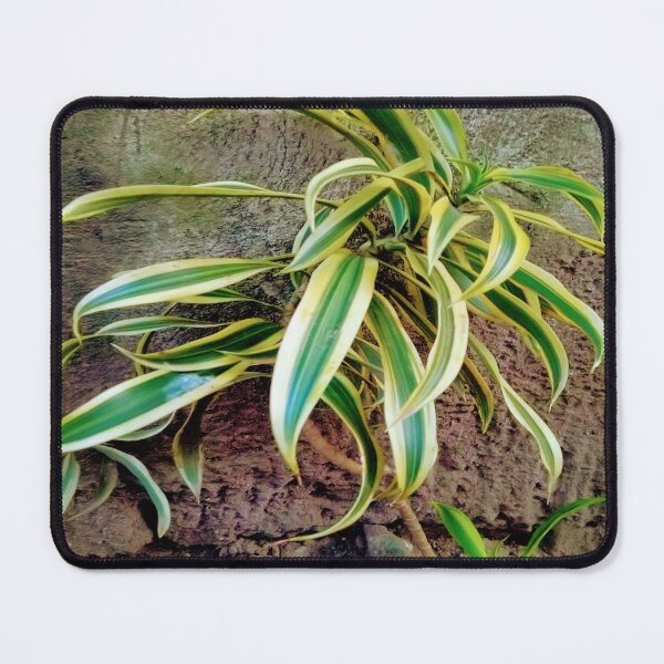 Item preview, Swordplant/Snakeplant in summer sunset designed and sold by calmingchaos.