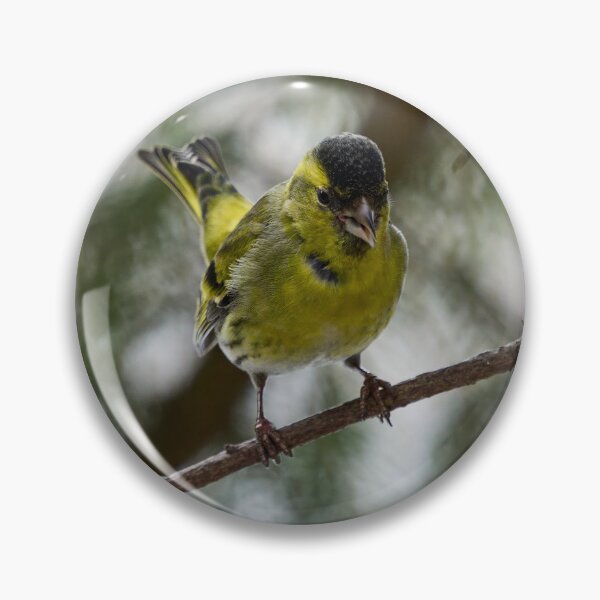 Item preview, Tweeting Siskin designed and sold by Jouko Lehto Photography.
