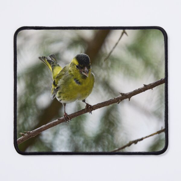 Item preview, Tweeting Siskin designed and sold by Jouko Lehto Photography.