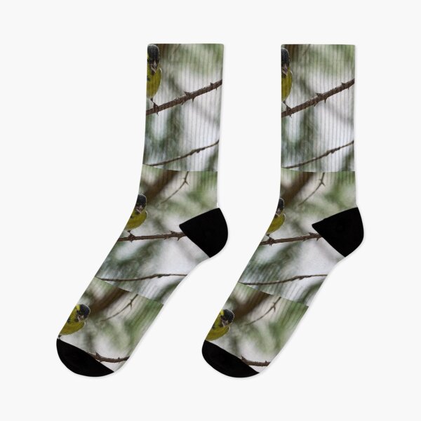 Item preview, Tweeting Siskin designed and sold by Jouko Lehto Photography.