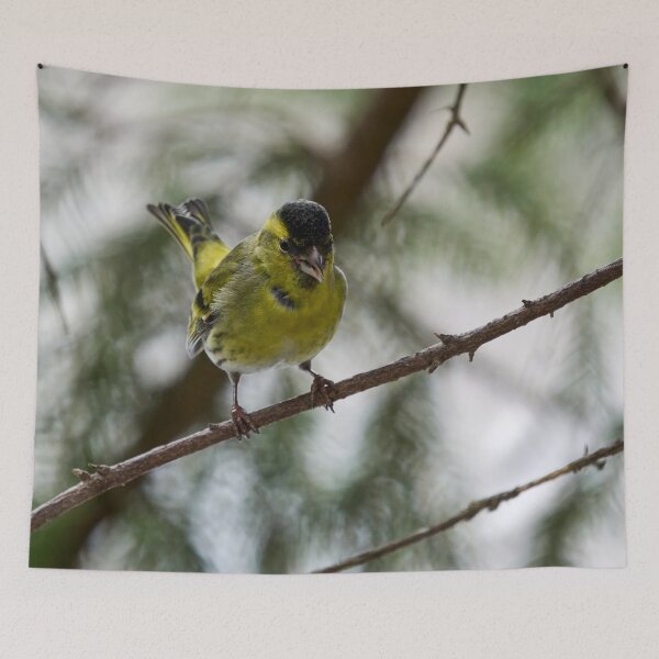 Item preview, Tweeting Siskin designed and sold by Jouko Lehto Photography.
