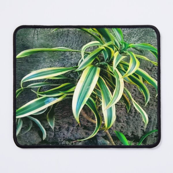 Item preview, Snakeplant/Swordplant on a regular morning. designed and sold by calmingchaos.