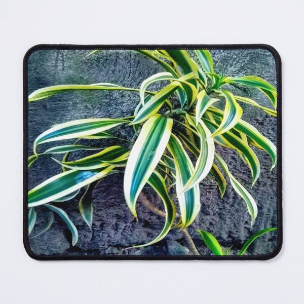 Item preview, Swordplant/Snakeplant in the cold morning. designed and sold by calmingchaos.