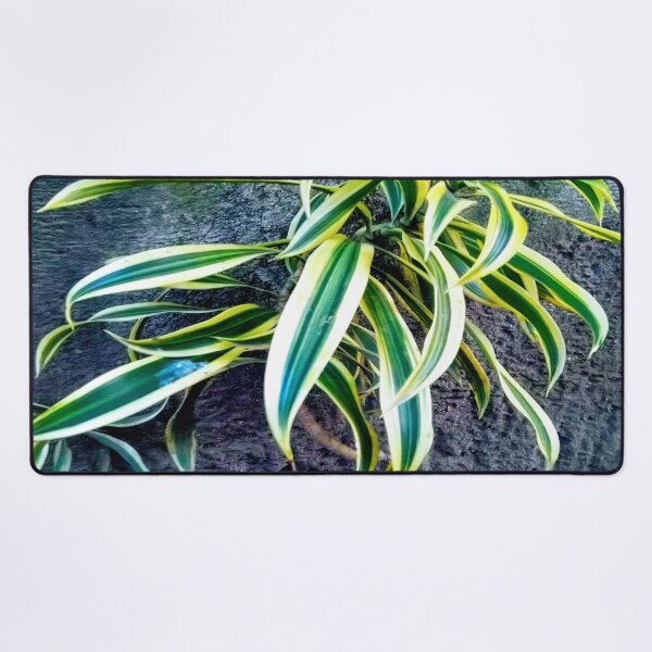 Item preview, Swordplant/Snakeplant in the cold morning. designed and sold by calmingchaos.