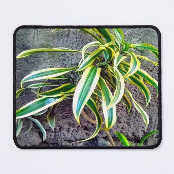 Item preview, Swordplant/Snakeplant in noontime designed and sold by calmingchaos.
