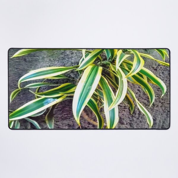 Item preview, Swordplant/Snakeplant in noontime designed and sold by calmingchaos.