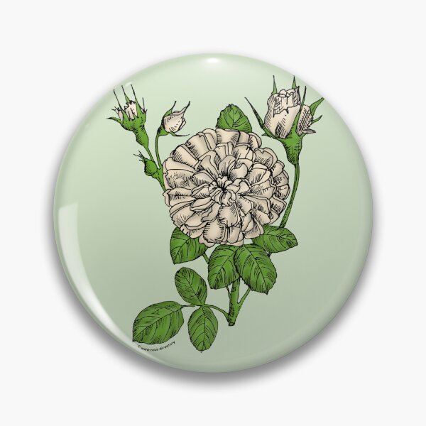 Item preview, Cream Rosette Rose Bloom Very Full 40+ Petals In 3+ Rows designed and sold by Rachael Taylor.