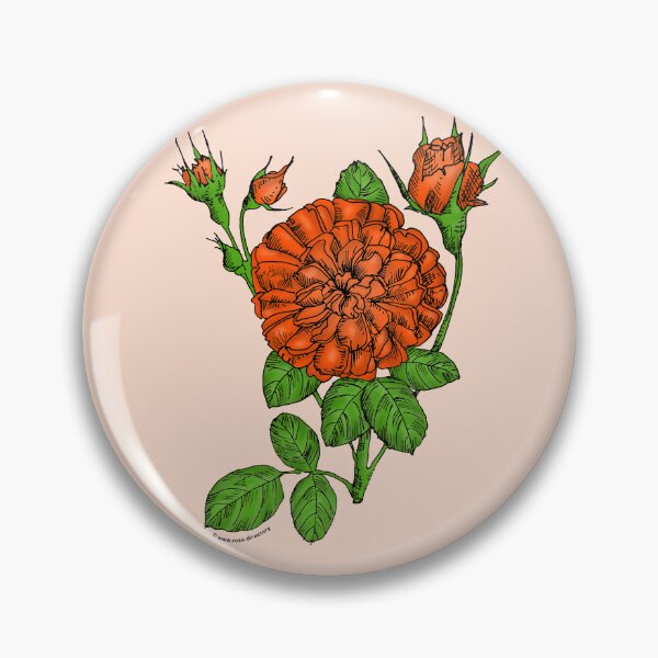Item preview, Orange Rosette Rose Bloom Very Full 40+ Petals In 3+ Rows designed and sold by Rachael Taylor.